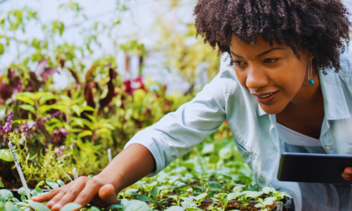 black female farmer checks plants
