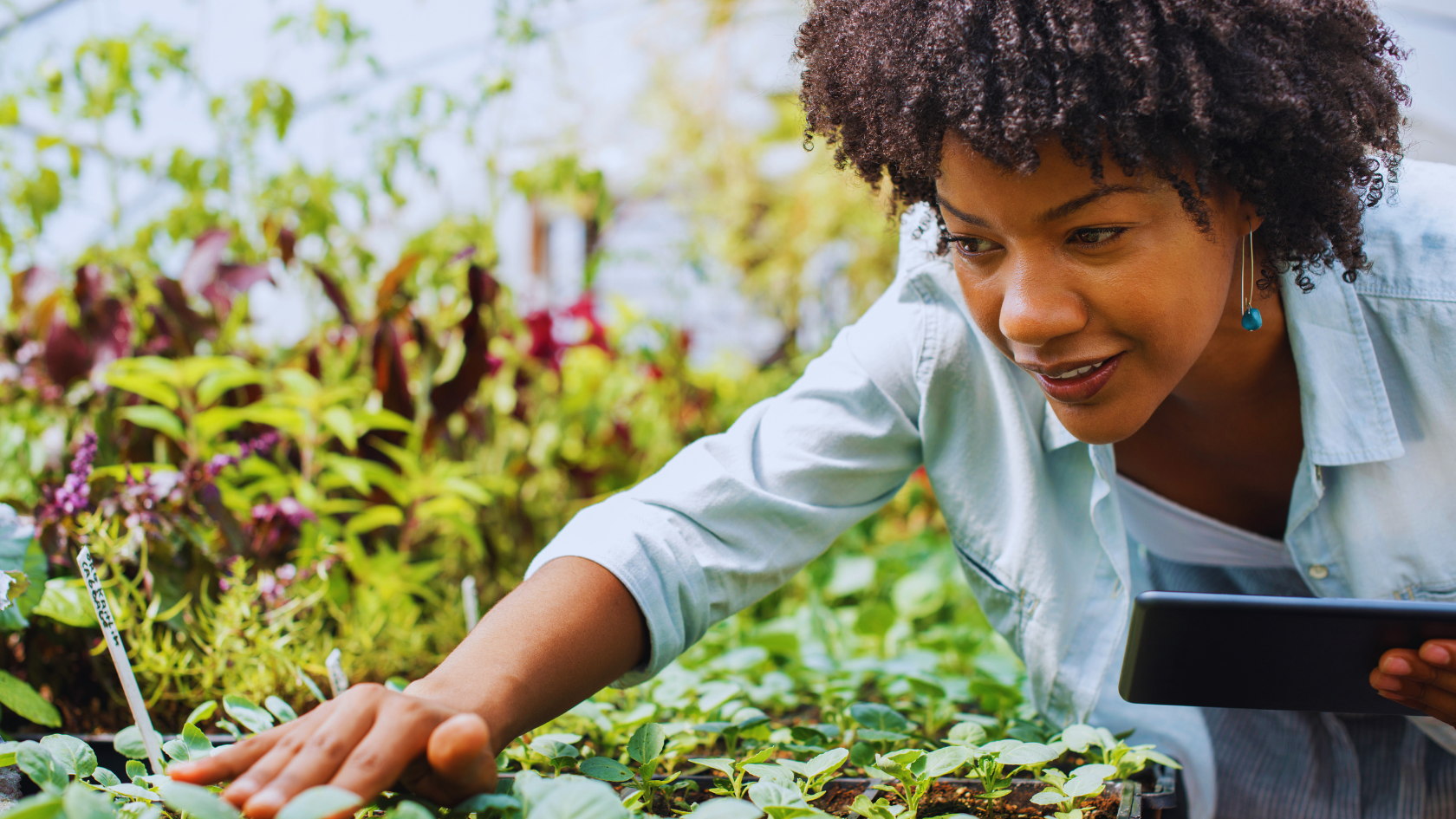 black female farmer checks plants